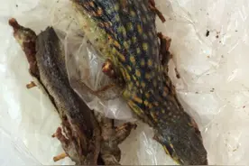 农村逮住狗麻蛇别踩死先养起来，日后有大用，它城里金贵着呢。图片