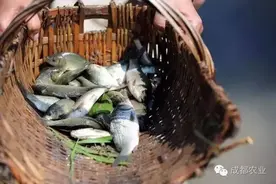 周末耍翻天！带上孩子去都江堰石羊逮鱼、打谷子图片