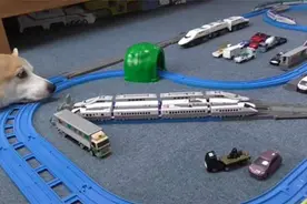 傻萌柯基硬要睡在“铁轨上”，只好不断“礼让”火车先行一脸无奈图片