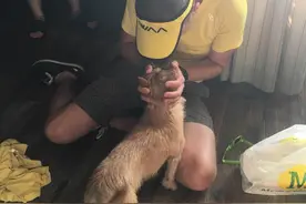 漂洋过海去找你：英国男子和中国小狗的不解之缘图片