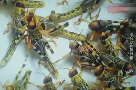 单独行动的蚂蚱变成了铺天盖地的蝗虫吃货才不怕