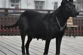 墨界黑狼犬，一种可以和猎豹搏斗的新犬种图片