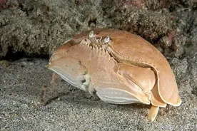 红馒头蟹，这种蟹能整天用爪捂着脸。我很害羞，蟹蟹！图片