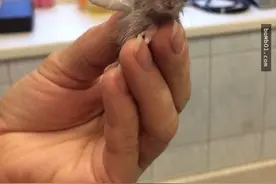 网友带自家骨折小仓鼠去看兽医，兽医为它打的绷带萌翻了图片