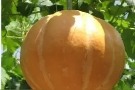 你们看到的是喵星人忍术中的一种，名南瓜遁图片