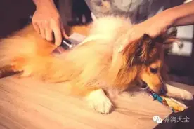 狗狗到底喜不喜欢我们给它梳毛？图片
