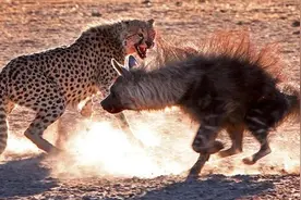 棕鬣狗单挑猎豹群抢夺食物场面激烈，数量多的猎豹能保住食物吗？图片
