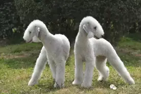 是狗是羊，傻傻分不清楚图片