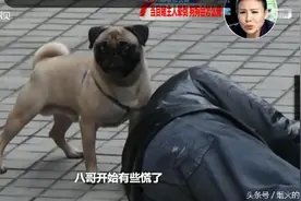 当主人晕倒，狗狗会怎么做？出乎意料图片