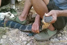 村民徒手捕捉5米长眼镜王蛇，最终眼镜王蛇被放归大自然！图片