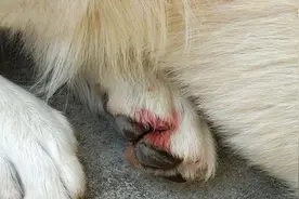 金毛脚掌疼痛也许是得了趾间炎，危害严重需要注意图片