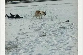 这难道是传说中的狗带么？图片