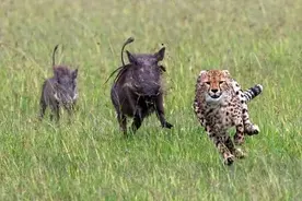 猎豹偷袭不成反被疣猪追赶，就在千钧一发之际疣猪却忽然放弃了！图片
