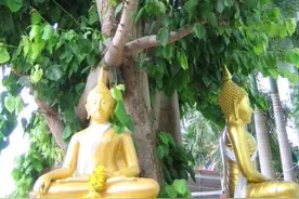 菩提树？菩提种子？图片