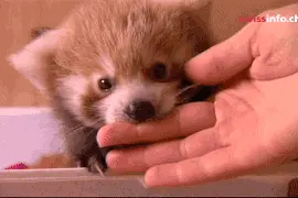 主人这只猫怎么和我长得不一样呢？图片