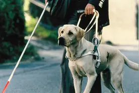 对于导盲犬的认知还停留在错误的水平？一起来了解导盲犬！图片