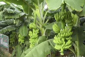 说说我对种植香蕉的看法，或许对香蕉户有帮助图片