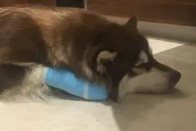 王思聪爱犬王可可脚受伤包的像棍子 网友:差评裹脚布不是爱马仕图片