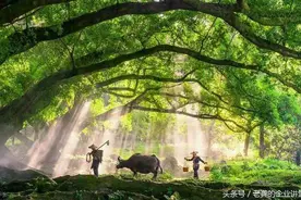 黑牛生小白牛的背后告诉我们什么图片