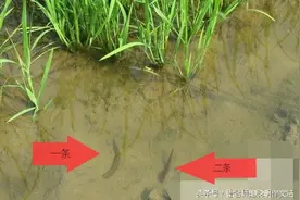 乱谈蚂蟥——这吸血的东西图片