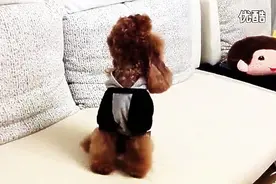 一听到电话响就学狼吼的泰迪，这反差实在太大了图片