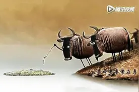 这就是鳄鱼，你信吗？笑死我了图片