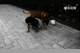 笑曝了！萌宝宝和狗狗抢皮球！太欢乐了图片