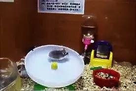 2只仓鼠在转轮上尽情奔跑，结果没想到竟录到这个超爆笑的画面图片