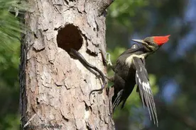 啄木鸟为报灭门之仇，大战毒蛇惊人举动让人流汗图片