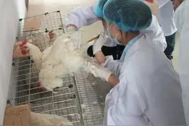 公鸡怎么采精，今天禽妹妹手把手教你公鸡采精方法图片