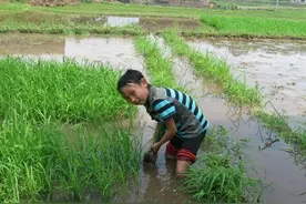 充满80后记忆的乡下时光----捉鱼摸虾逮蜻蜓图片