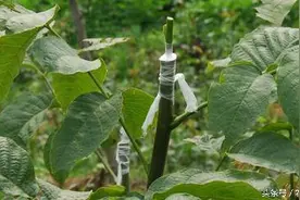 如何管理果树嫁接苗图片