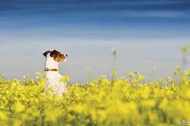 金盏花：对狗非常有益的草本植物图片