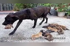 有些狗狗生完狗崽之后，为什么要咬死自己的小狗