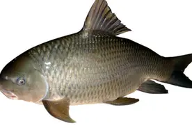 野生鱼却有鱼腥味？如何去掉鱼的土腥味图片