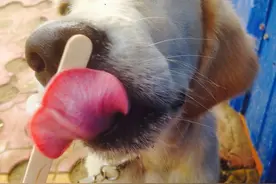金毛骨头卡食道了该怎么办？图片