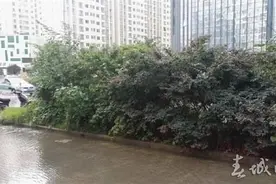 消防栓被撞倒水柱冲天 过路车趁机“冲澡”图片