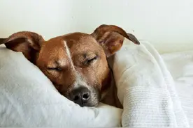 你在睡觉的时候会抽搐吗？其实狗狗睡觉也抽搐，你猜这是为什么？图片