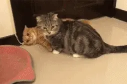 转圈圈催眠不是骗人的，喵星人瞬间就睡着了！图片