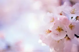 大云居士：风水怎样增加桃花运，让你轻松脱离单身图片