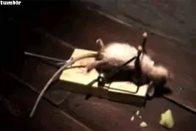 爆笑GIF：这是我见过最嚣张的老鼠图片