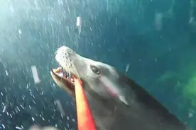 海豚时尚玩自拍，在海里也闲不住，拿着自拍杆到处转悠！图片