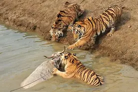 老虎将自己的魔爪伸向了牦牛，也是牦牛自己不长眼竟去惹老虎图片