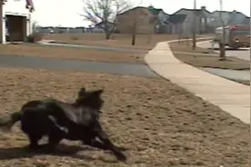 校车到站后的感人一幕，狗狗迎接小主人还帮拿书包图片