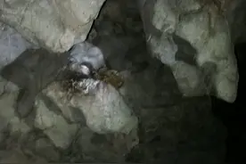 暗河交错的大溶洞，发现一有毒的珍稀动物，红点齿蟾图片