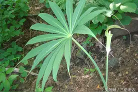 这把“伞”不能遮雨还不能吃，农民都很讨厌，捕蛇人却特别爱恋图片