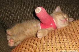 因受伤而被包扎的小动物们，每一位都有大长腿的即视感图片