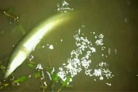 河钓野生大鳗鱼，味道好价格贵，300一斤图片