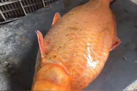 难得一见野生大红鲤鱼，这么大的鲤鱼，快成精了吧！图片