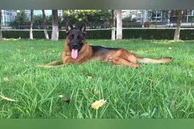 我是离不开德牧了图片